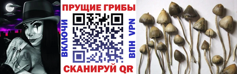 Псилоцибиновые грибы прущие грибы  Кириллов 